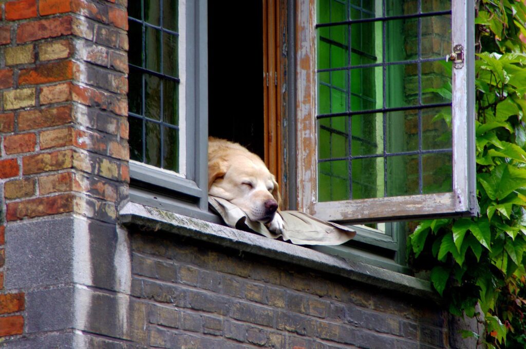 How to Sell a House if You Have Pets