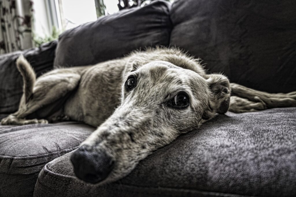 Is It Illegal for Landlords to Refuse Pets?