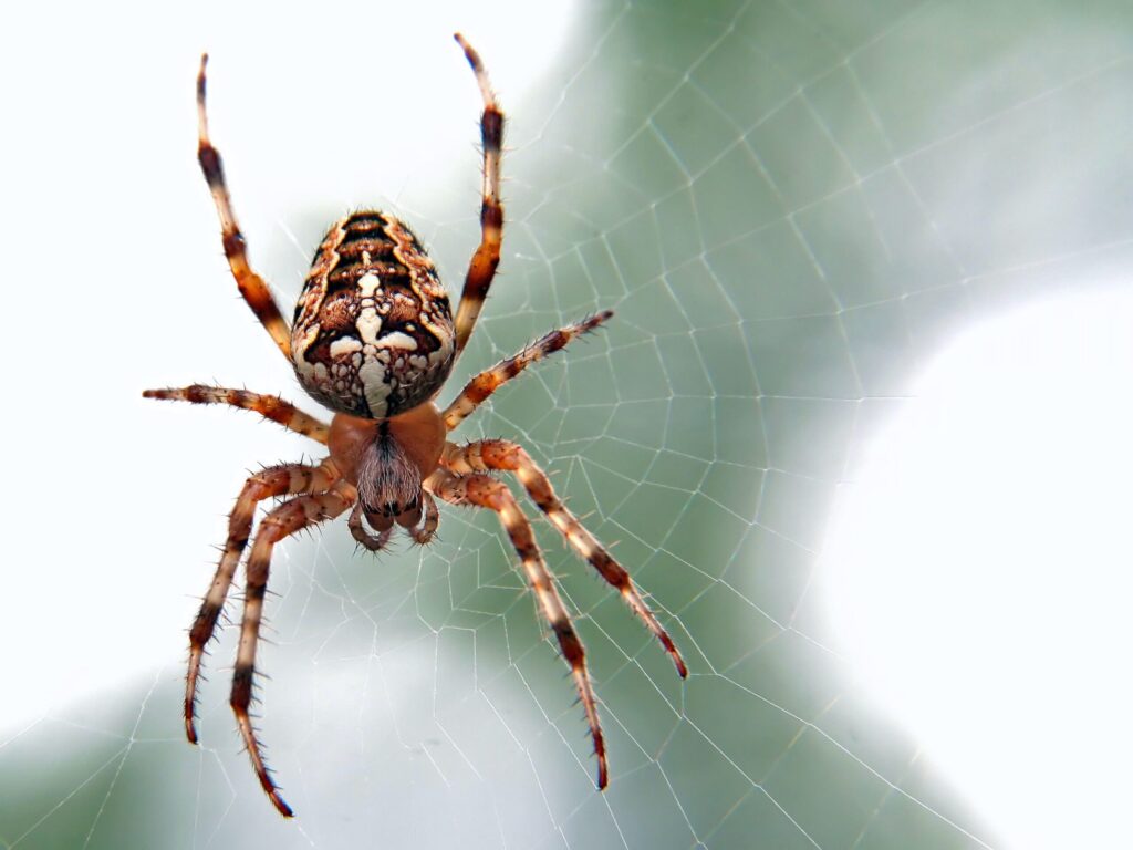 10 UK Household Spiders and Why They’re Good for Your Home